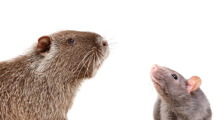Portrait of a curious nutria and rat, isolated on white background