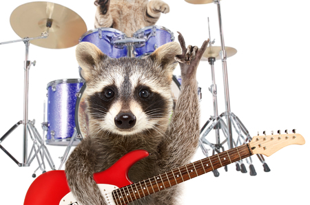 Portrait of a funny raccoon with electric guitar, showing a rock gesture, on a background of a drummer catの写真素材