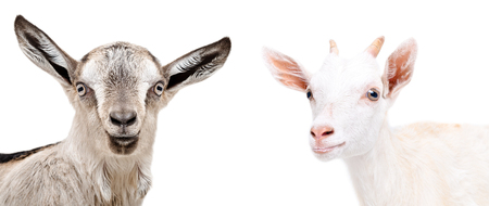 Portrait of two cute goat, isolated on white background