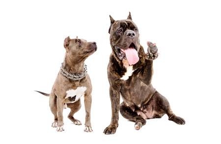 Two dogs and a rat, isolated on white background