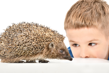 Portrait of a cute boy watching a hedgehog, isolated on white backgroundの写真素材