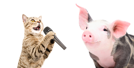 Portrait of a singing cat and pigletの写真素材
