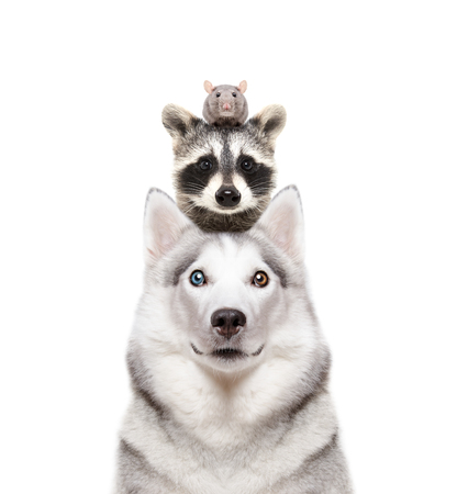 Portrait of a dog breed Siberian Husky with a raccoon and a rat on a headの写真素材