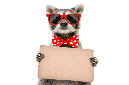 Portrait of a funny raccoon in sunglassesの写真素材