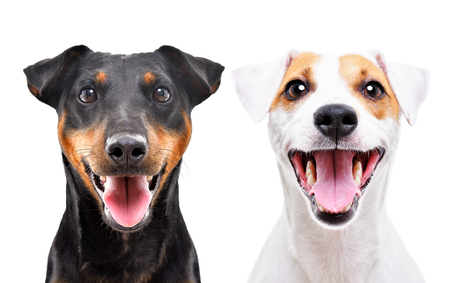 Portrait of funny dog breed Jagdterrier and Jack Russell Terrier isolated on white background