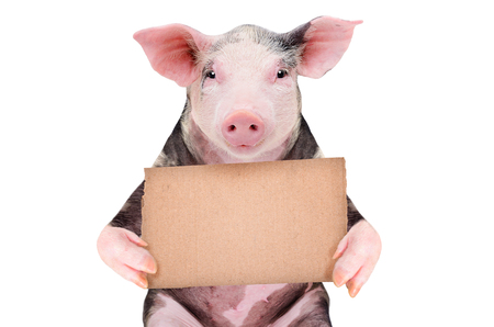 Portrait of a cute pig with a cardboard signの写真素材