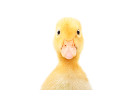 Portrait of a cute little ducklingの写真素材