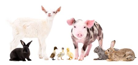 Group of cute farm animalsの写真素材