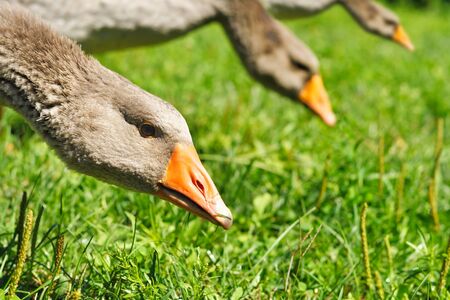 Portrait of geese in the meadow eating grassの写真素材