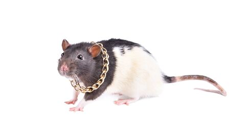 Charming rat in a gold chain isolated on whiteの写真素材