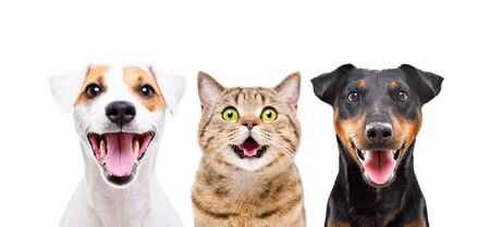 Portrait of two funny cute dogs and cat isolated on whiteの写真素材