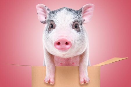 Portrait of a little cute piggy in a box on a pink backgroundの写真素材