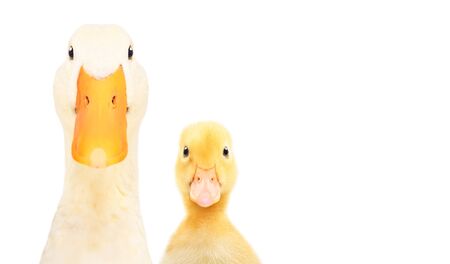 Portrait of a duck and a duckling, closeup, isolated on white background