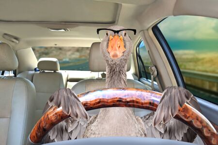 Portrait of a goose with glasses driving a carの写真素材