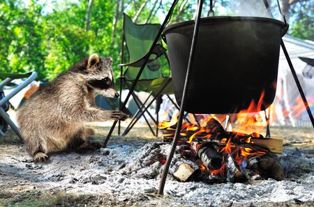 Curious cute raccoon warms his paws near the bonfire on which food is cookingの写真素材