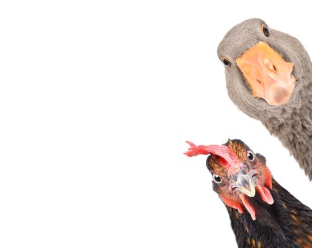 Curious goose and brown chicken isolated on a white backgroundの写真素材