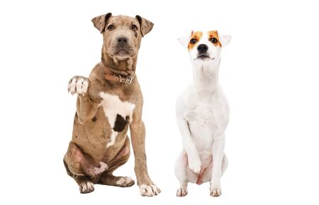 Playful puppy Pitbull and Parson Russell Terrier sitting together isolated on white