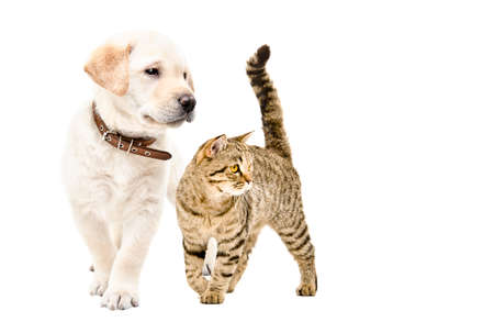 Cute labrador puppy and scottish straight cat standing together isolated on white background