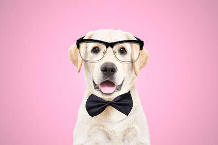 Portrait of a cute labrador puppy wearing glasses and a bow tie on a pink backgroundの写真素材