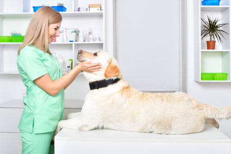 Smiling female veterinarian and young labrador dogの写真素材
