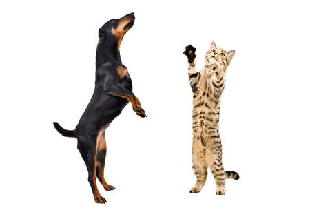 Jagdterrier and cat Scottish Straight standing on hind legs isolated on white background