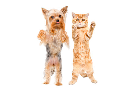 Funny dog yorkshire terrier and ginger kitten scottish straight standing together on hind legs...