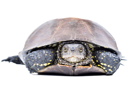 Portrait of a pond terrapin hiding in its shell isolated on white backgroundの写真素材