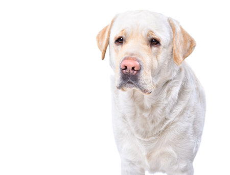Portrait of a cute fawn labrador isolated on a white backgroundの写真素材