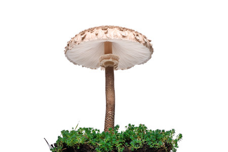 Macrolepiota procera, closeup, isolated on white backgroundの写真素材