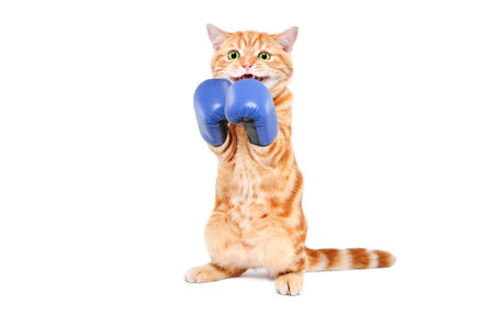 Funny kitten in boxing gloves standing on his hind legs isolated on a white backgroundの写真素材