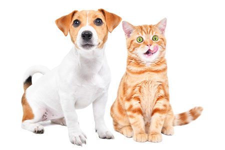 Puppy and licking kitten sitting together isolated on a white backgroundの写真素材