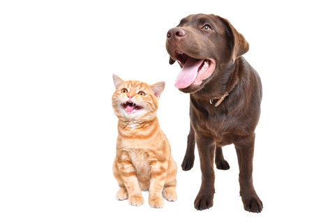 Curious labrador puppy and meowing scottish straight kitten together isolated on white backgroundの写真素材