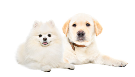 Pomeranian Spitz dog and Labrador puppy lying together isolated on white background