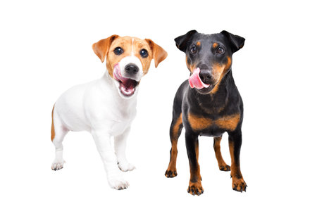 Two dogs of the Jagdterrier and Jack Russell Terrier breeds lick their lips standing isolated on...