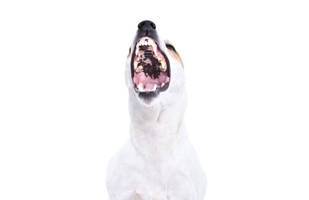 Portrait of Jack Russell Terrier dog with open mouth isolated on white backgroundの写真素材
