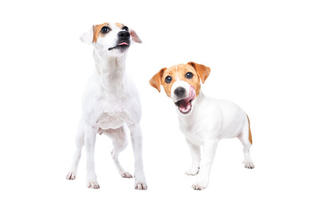 Two dogs of Parson Russell Terrier and Jack Russell Terrier breeds lick their lips standing together...