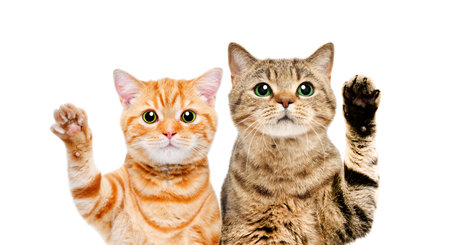 Two Scottish Straight cats waving their paws isolated on white background