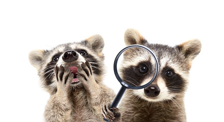 Portrait of a curious raccoon looking through a magnifying glass and funny surprised raccoon isolated on white backgroundの写真素材