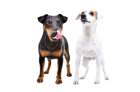 Two dogs of the Jagdterrier and Parson Russell Terrier breeds lick their lips standing isolated on...