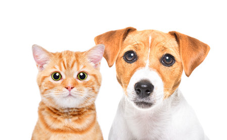 Portrait of lovely Jack Russell Terrier puppy and a kitten Scottish Straight, closeup, isolated on a...