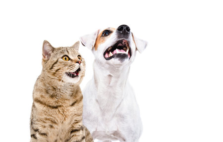 Portrait of curious dog Jack Russell Terrier and funny cat Scottish Straight isolated on white...