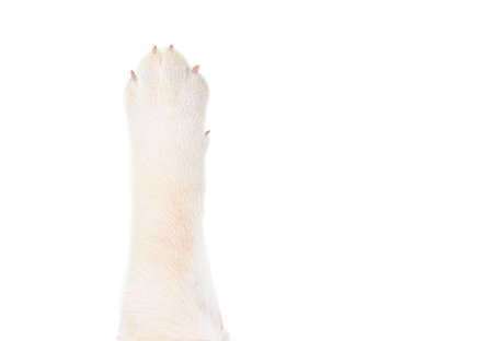 Labrador dog paw isolated on white background