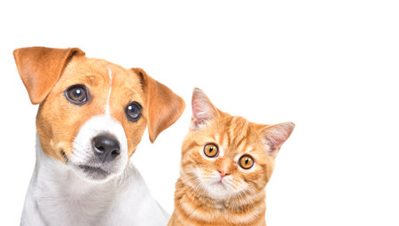 Portrait of pretty Jack Russell Terrier puppy and a kitten Scottish Straight, closeup, isolated on a white backgroundの写真素材