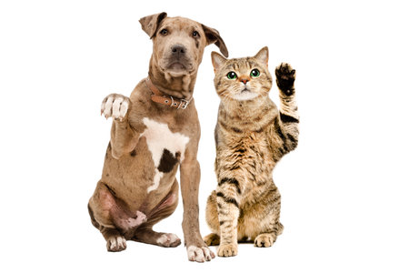 Puppy and Scottish straight cat waving paws together sitting isolated on white background