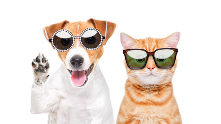 Portrait of a Jack Russell Terrier dog, waving his paw and cute Scottish Straight kitten, wearing...