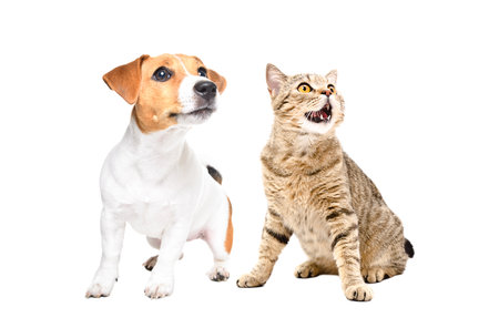 Jack Russell Terrier puppy and a Scottish Straight cat sitting together looking up isolated on white...