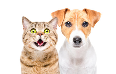 Portrait of funny cat Scottish Straight and cute Jack Russell Terrier puppy isolated on white...