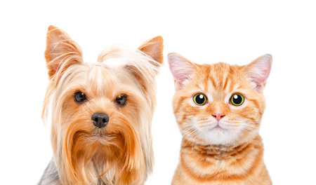 Portrait of cute Yorkshire Terrier and Scottish Straight kitten, closeup, isolated on white...