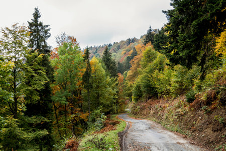 Lonely Path in the Autumn Forestの写真素材