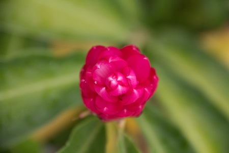 close up top view beautiful  red flower の写真素材